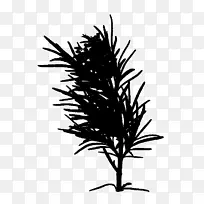 小枝植物茎开花植物叶-空若网 小枝植物茎开花植物叶-空若网