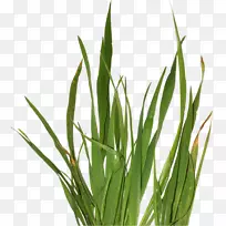 剪贴画草本植物甜草计算机图标png图片.草-空若网 剪贴画草本植物甜草计算机图标png图片.草-空若网