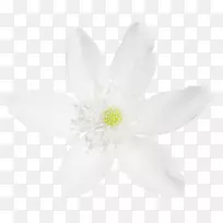 开花植物-芽征-空若网 开花植物-芽征-空若网