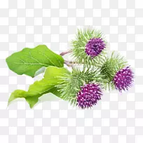 大牛蒡乳蓟药用植物开花植物-空若网 大牛蒡乳蓟药用植物开花植物-空若网