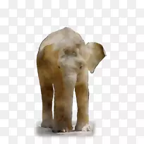 印度象非洲象动物陆地动物-空若网 印度象非洲象动物陆地动物-空若网
