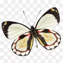 帝王蝴蝶昆虫中心博客-空若网 帝王蝴蝶昆虫中心博客-空若网