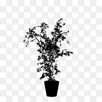 花盆室内植物开花植物-空若网 花盆室内植物开花植物-空若网