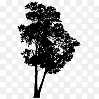 ֲ��ҶƬ��Ӱֲ�ﾥ����ֲ��-������