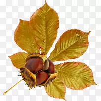 ����Ҷ�������-��֦-������