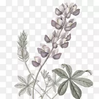 蓝帽木摄影插图画水彩画.植物-空若网 蓝帽木摄影插图画水彩画.植物-空若网