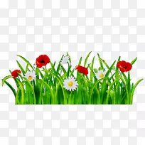 桌面壁纸电脑开花植物茎植物-空若网 桌面壁纸电脑开花植物茎植物-空若网