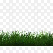 png图片剪辑艺术透明度图像图形.蓝草背景-空若网 png图片剪辑艺术透明度图像图形.蓝草背景-空若网