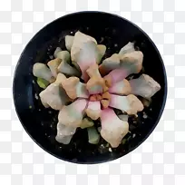 ʳ�ײ;�-������