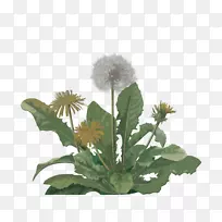 �ѹ�Ӣ���Ȳ�pngͼƬ�����ѹ�Ӣ����ֲ��ˮ���ѹ�Ӣ-������