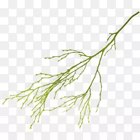 叶花剪贴画-桉树-空若网 叶花剪贴画-桉树-空若网