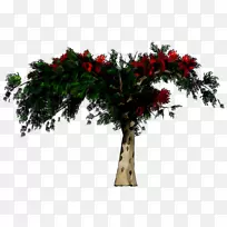 花盆切花,室内植物,开花植物,灌木-空若网 花盆切花,室内植物,开花植物,灌木-空若网