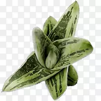 蔬菜植物-空若网 蔬菜植物-空若网