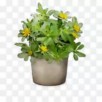 切花,开花植物,草本植物-空若网 切花,开花植物,草本植物-空若网