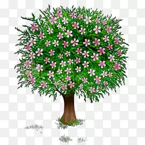 盆栽灌木开花植物-空若网 盆栽灌木开花植物-空若网