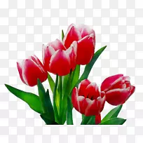 切花郁金香花束-空若网 切花郁金香花束-空若网