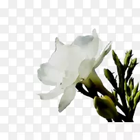 栀子玉兰科玫瑰茎-空若网 栀子玉兰科玫瑰茎-空若网