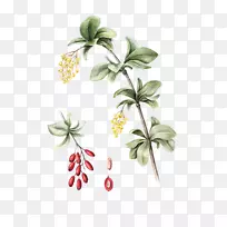 开花植物果实植物茎、叶-小檗标志-空若网 开花植物果实植物茎、叶-小檗标志-空若网