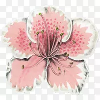 �л��ۺ�ɫ�Ŀ���ֲ��.�ž黨Ŧ��-������