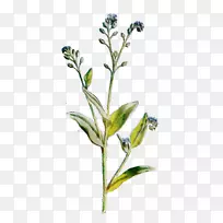 开花植物茎亚灌木草本植物-空若网 开花植物茎亚灌木草本植物-空若网