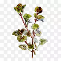 ��֦����ֲ�ﾥ�ݱ�ֲ��-������