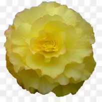 剪贴画-秋海棠彩带-空若网 剪贴画-秋海棠彩带-空若网