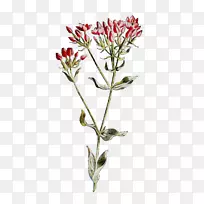 Сֲ֦�ﾥ�л�����ֲ��-������