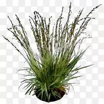 甜草-空若网 甜草-空若网