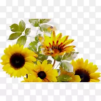 ��ͨ���տ���ɫһ����ֲ�����տ�����-������