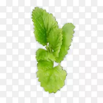 春绿叶莴苣草药-空若网 春绿叶莴苣草药-空若网