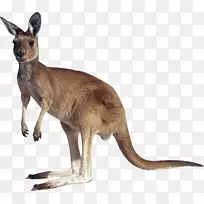 大袋鼠剪贴画-袋鼠-空若网 大袋鼠剪贴画-袋鼠-空若网