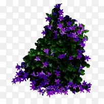 °Ë½Ç»¨Ò»ÄêÉú¹àľֲÎï-¿ÕÈôÍø °Ë½Ç»¨Ò»ÄêÉú¹àľֲÎï-¿ÕÈôÍø