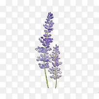 Ӣ��޹�²ݾ��л�ֲ��-������