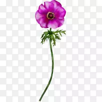 海葵花瓣切花植物-空若网 海葵花瓣切花植物-空若网