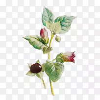 开花植物茎叶分枝-空若网 开花植物茎叶分枝-空若网