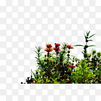 ��ľ��ľ����ֲ��֦-������