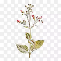 小枝植物茎开花植物叶-空若网 小枝植物茎开花植物叶-空若网