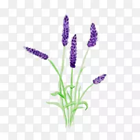 Ӣ��޹�²ݷ���޹�²�ֲ�ﾥֲ��-������