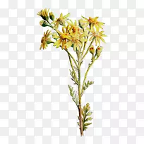 切花植物茎枝开花植物-空若网 切花植物茎枝开花植物-空若网