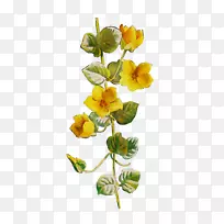 切花黄色植物茎开花植物-空若网 切花黄色植物茎开花植物-空若网