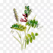 开花植物茎叶草本植物-空若网 开花植物茎叶草本植物-空若网