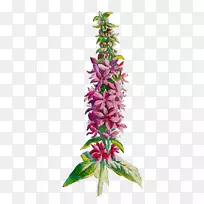 ����ֲ�ﾥֲ��-������