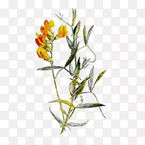 小枝植物茎开花植物草本植物-空若网 小枝植物茎开花植物草本植物-空若网