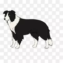 边境牧羊犬-空若网 边境牧羊犬-空若网