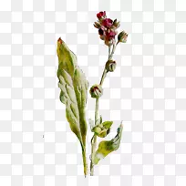 开花植物茎芽草本植物-空若网 开花植物茎芽草本植物-空若网