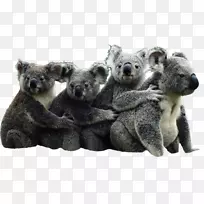 考拉书“澳大利亚熊大熊猫考拉”-空若网 考拉书“澳大利亚熊大熊猫考拉”-空若网