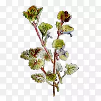 小枝植物茎切花开花植物-空若网 小枝植物茎切花开花植物-空若网