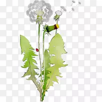 花卉设计植物茎开花植物-空若网 花卉设计植物茎开花植物-空若网