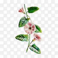 开花植物草本植物茎枝-空若网 开花植物草本植物茎枝-空若网