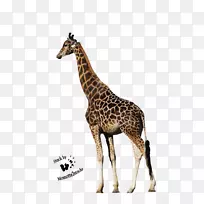 北方长颈鹿动物剪贴画长颈鹿-空若网 北方长颈鹿动物剪贴画长颈鹿-空若网